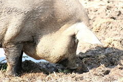 Killikus&reg; Fotographie